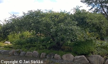 Alnus incana 'Varjo', sateenvarjolepp